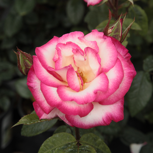 Harlekin® - trandafiri - www.ioanarose.ro